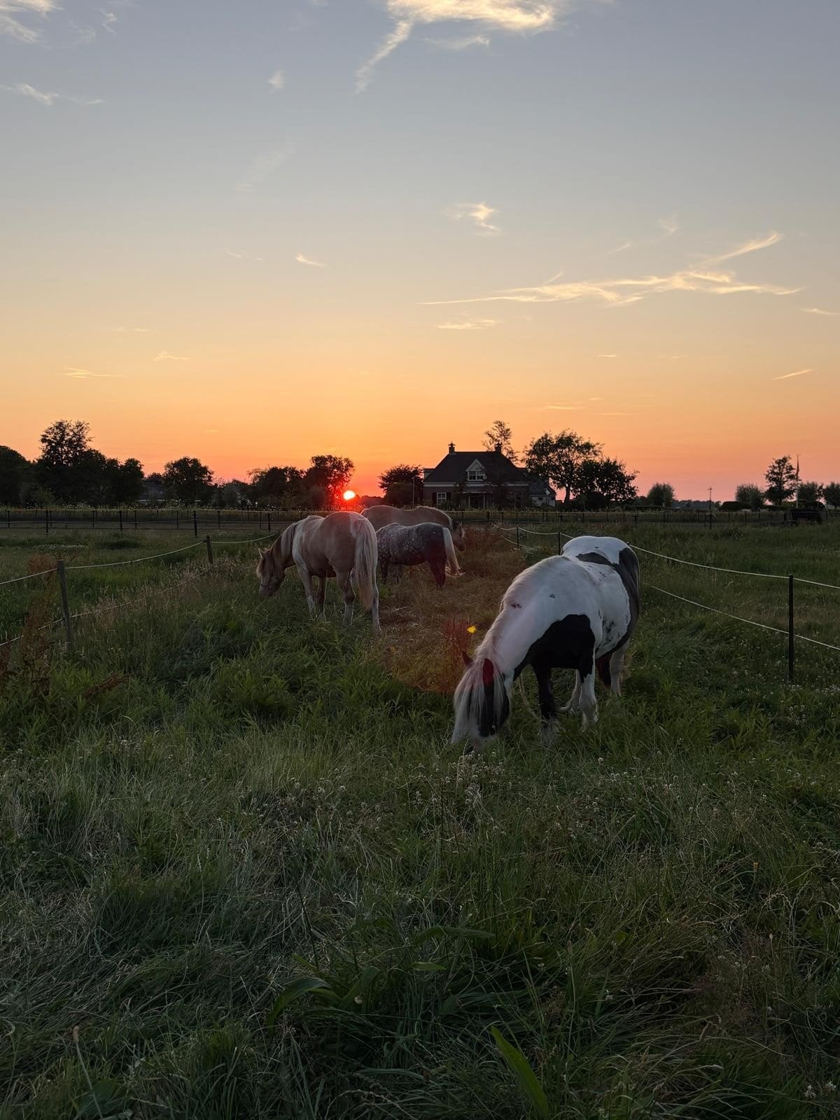 24/7 buiten plek voor kleine pony in Schoorl aangeboden., Weidegang