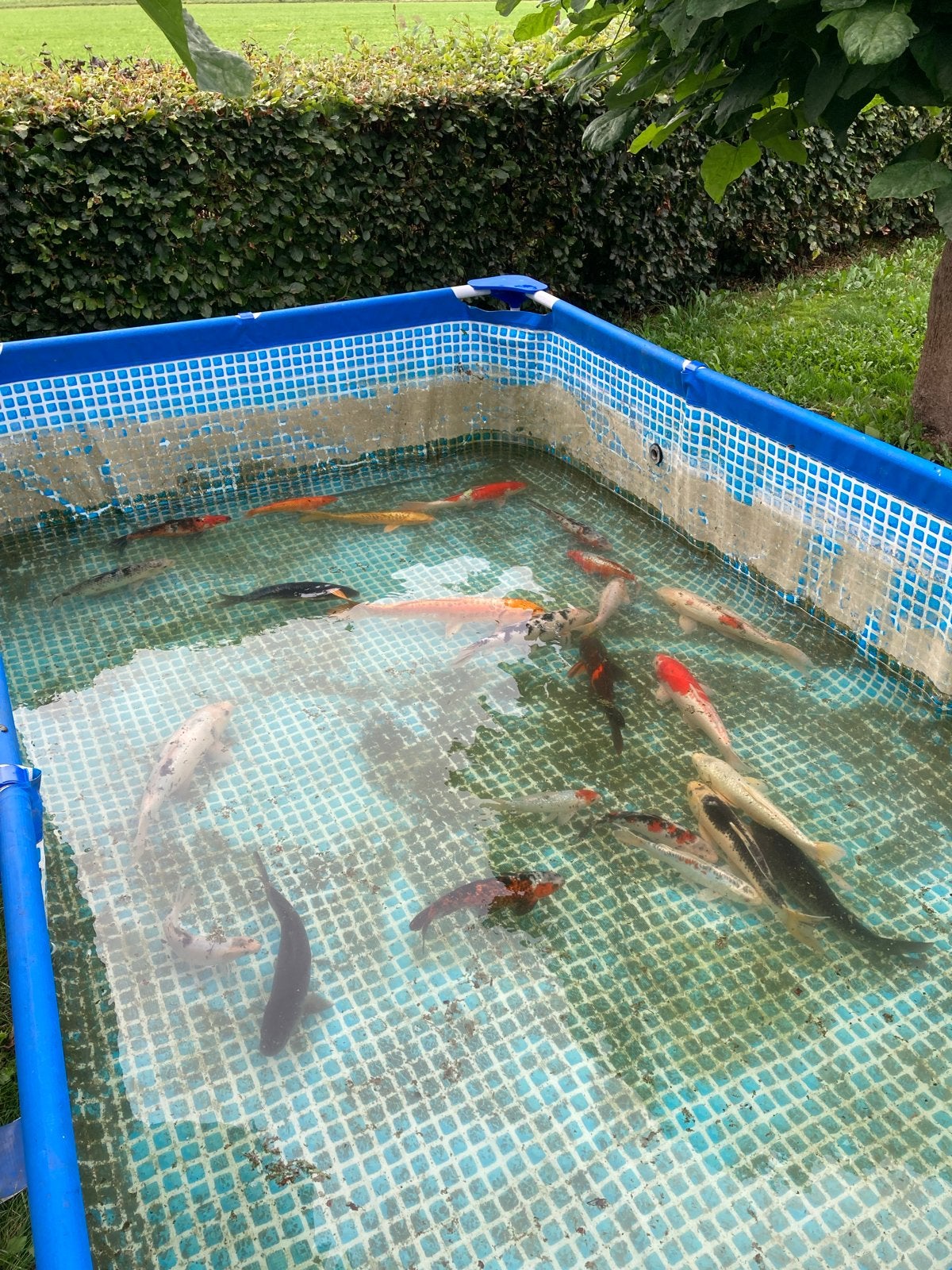 Koi karpers, Dieren en Toebehoren, Karper of Koi