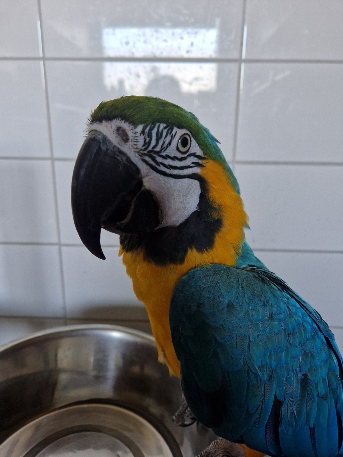 lieve blauwgele ara, Mannelijk, Papegaai, Pratend