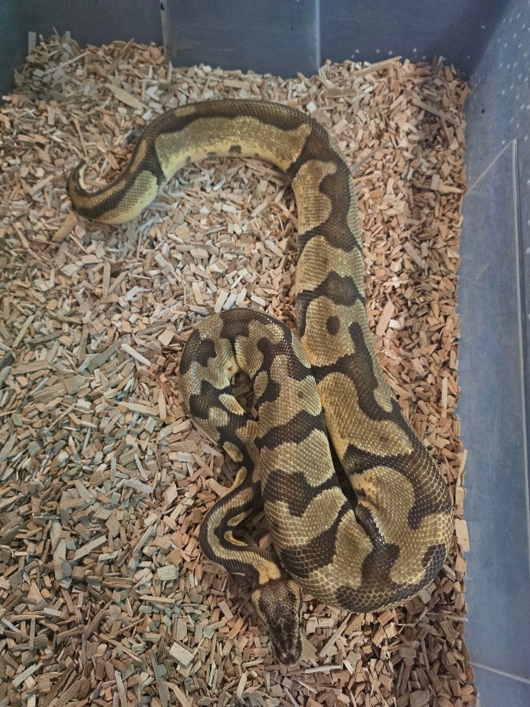 0.1 Enchi Yellow Belly