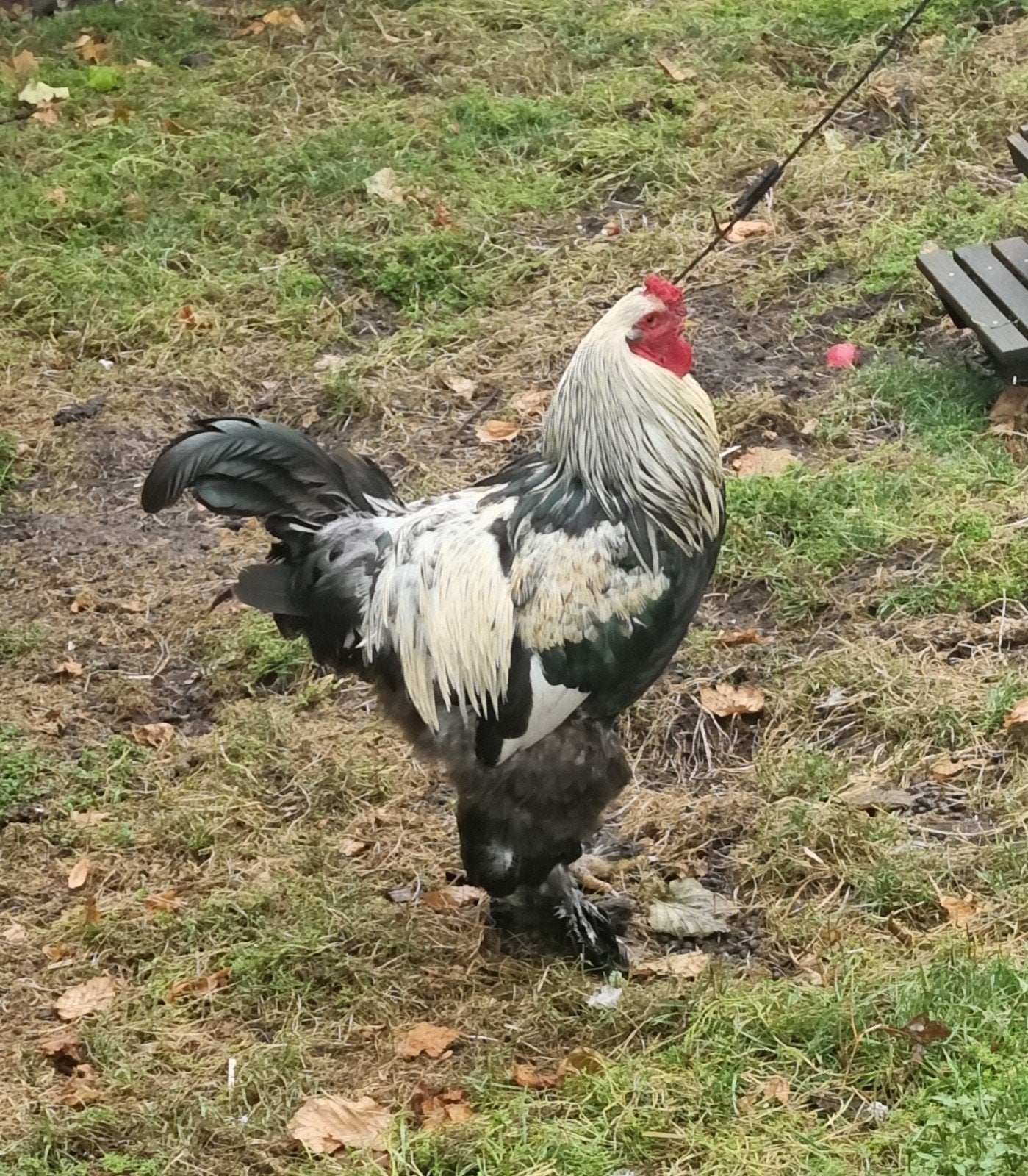 Brahma haan., Dieren en Toebehoren, Mannelijk, Kip