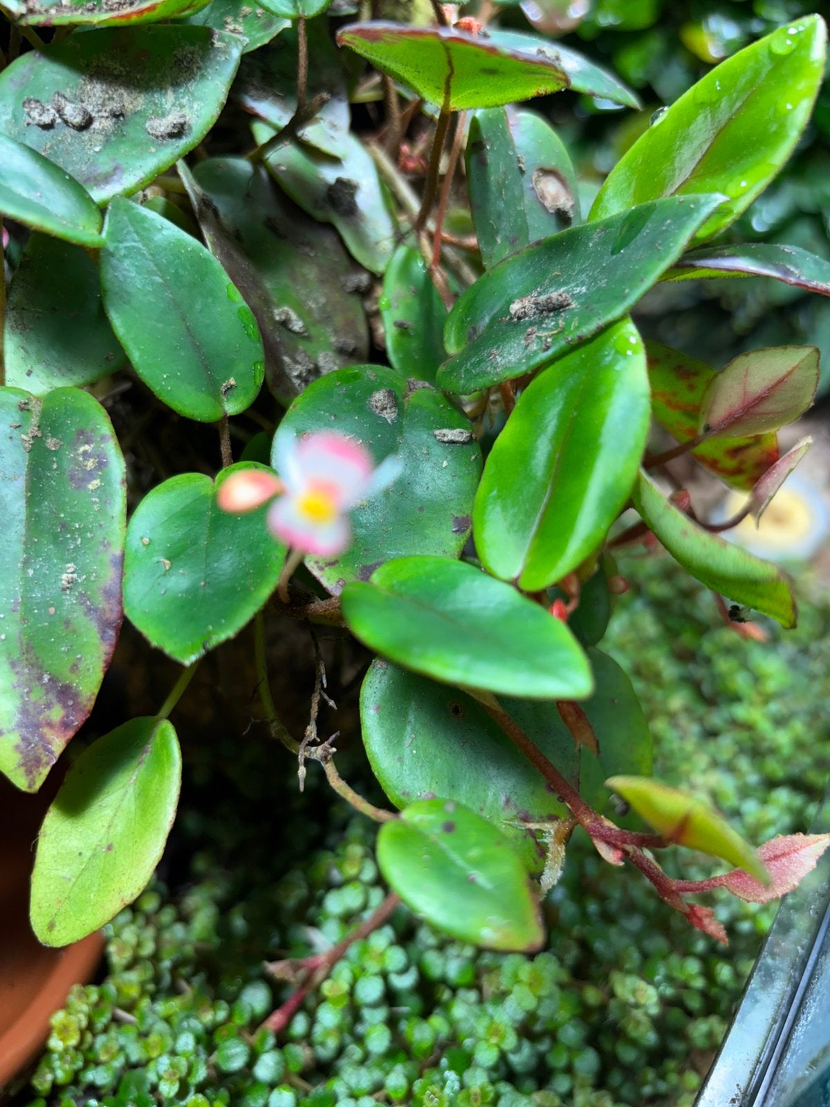 Terrariumplant begonia schulzei, Ophalen of Verzenden, Halfschaduw, Minder dan 100 cm