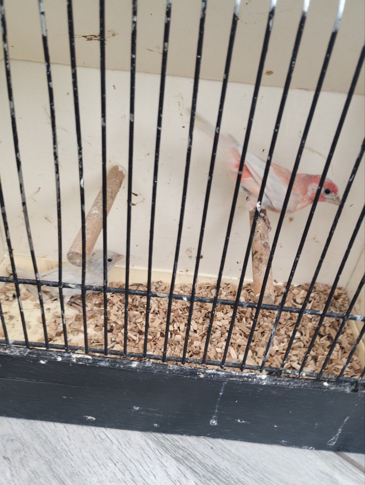 kweekkoppel opaal roodmussen zie foto's, Meerdere dieren, Tropenvogel, Geringd