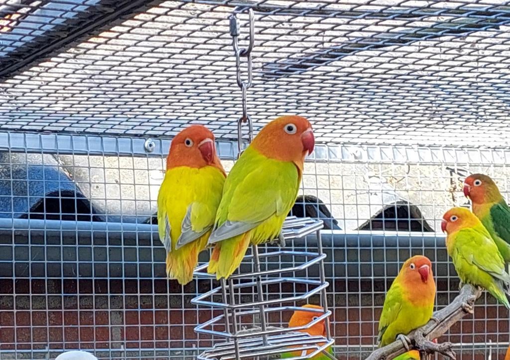 Dilute fischeri, Meerdere dieren, Dwergpapegaai of Agapornis