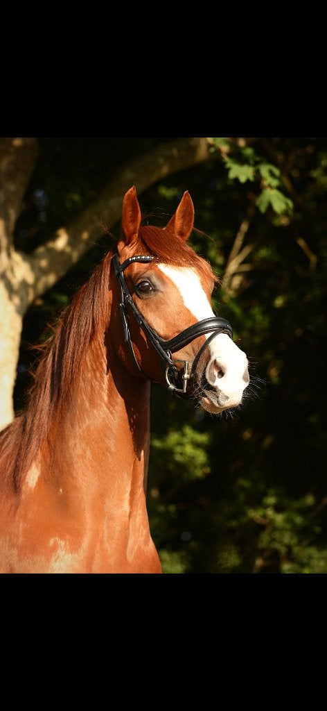 Hoofdstel Bridle2Fit Full Zwart, Dieren en Toebehoren, Ophalen of Verzenden, Zo goed als nieuw