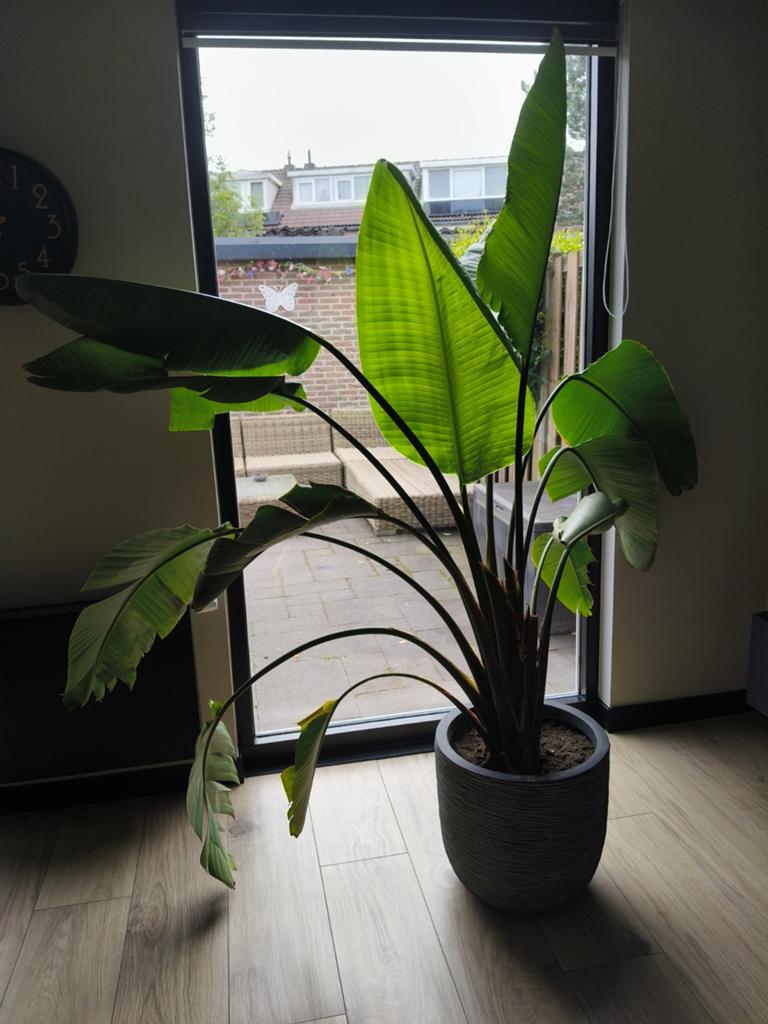 Strelitzia Nicolai plant, Ophalen, Halfschaduw, 150 tot 200 cm