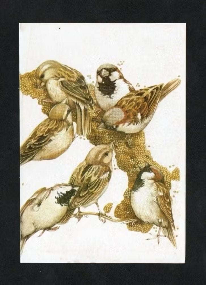 Kaart Mussen Huismussen Passeridae Orde Zangvogels., Ophalen of Verzenden, 1980 tot heden, Vogel