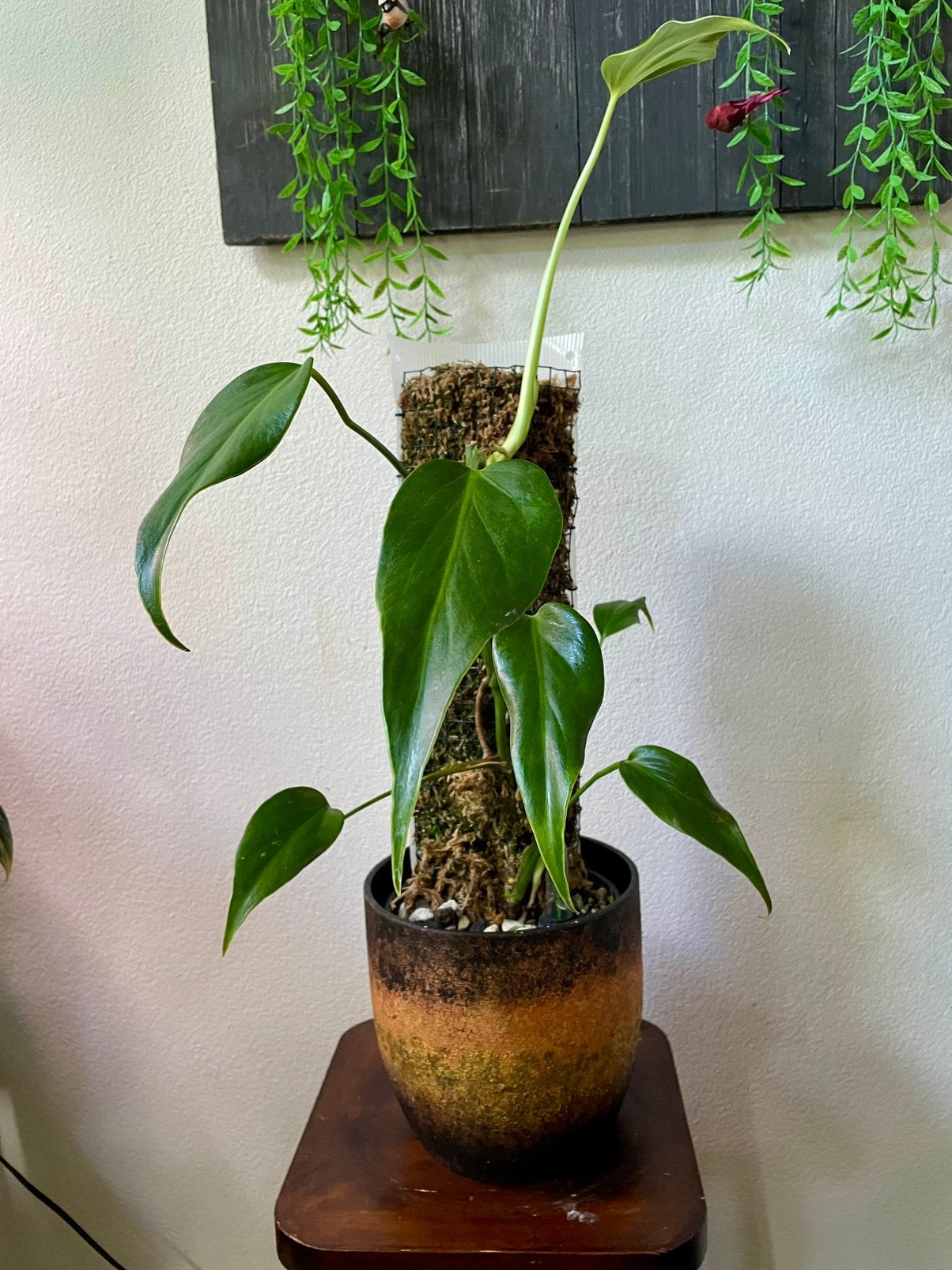Monstera Burle Marx Flame – op mospaal + zelfwaterende pot, Ophalen of Verzenden, Halfschaduw, Minder dan 100 cm