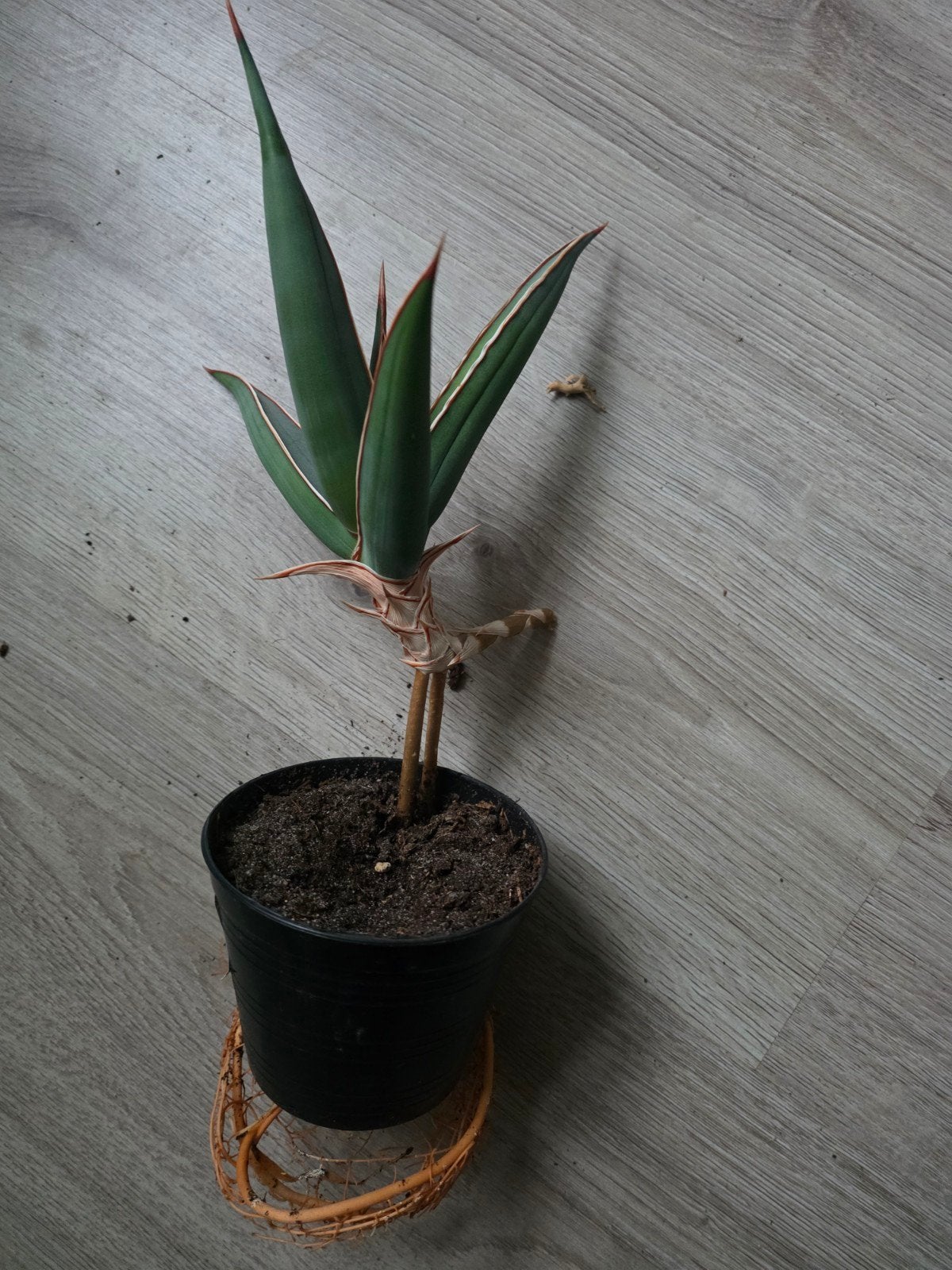sansevieria pinguicula, Ophalen of Verzenden, In pot, Halfschaduw, Minder dan 100 cm