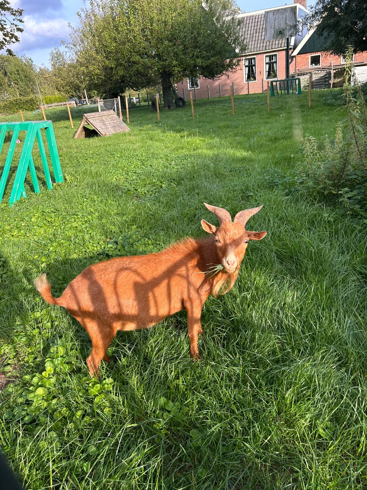 Lieve bok zoekt een nieuw huisje!, Mannelijk, Geit