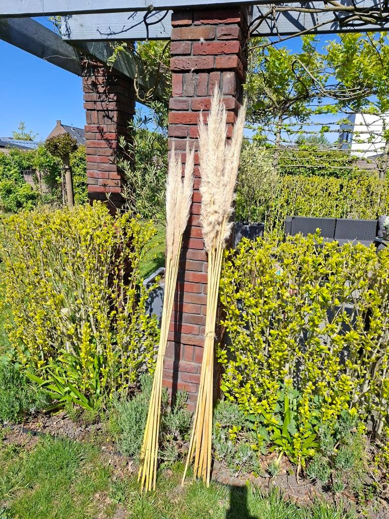 Pampas Pluimen van 1.80 cm per 10 stuks, Ophalen