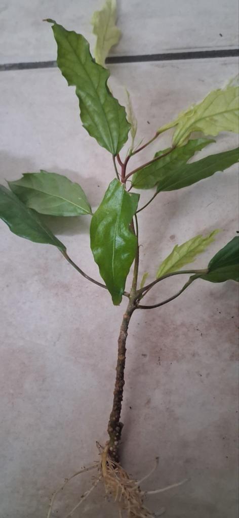 Hibiscus plant (Chinees roos), Ophalen of Verzenden, Halfschaduw, Minder dan 100 cm