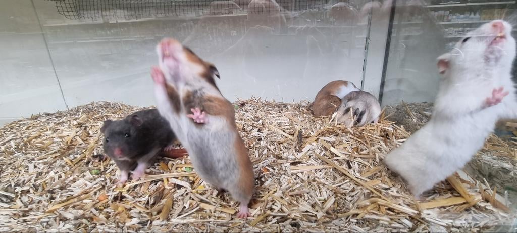 Syrische / Goud hamsters, Dieren en Toebehoren, Knaagdieren, Hamster, Januari, Meerdere dieren, Tam