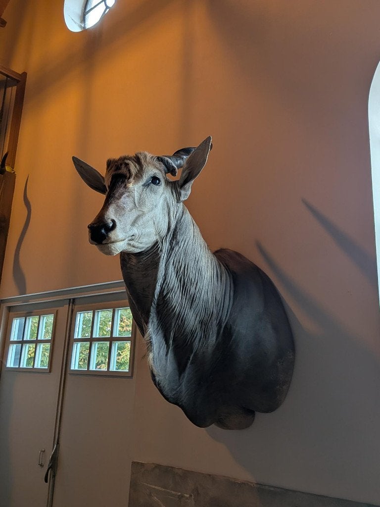 Mooie eland antilope, Ophalen, Zo goed als nieuw, Wild dier, Opgezet dier