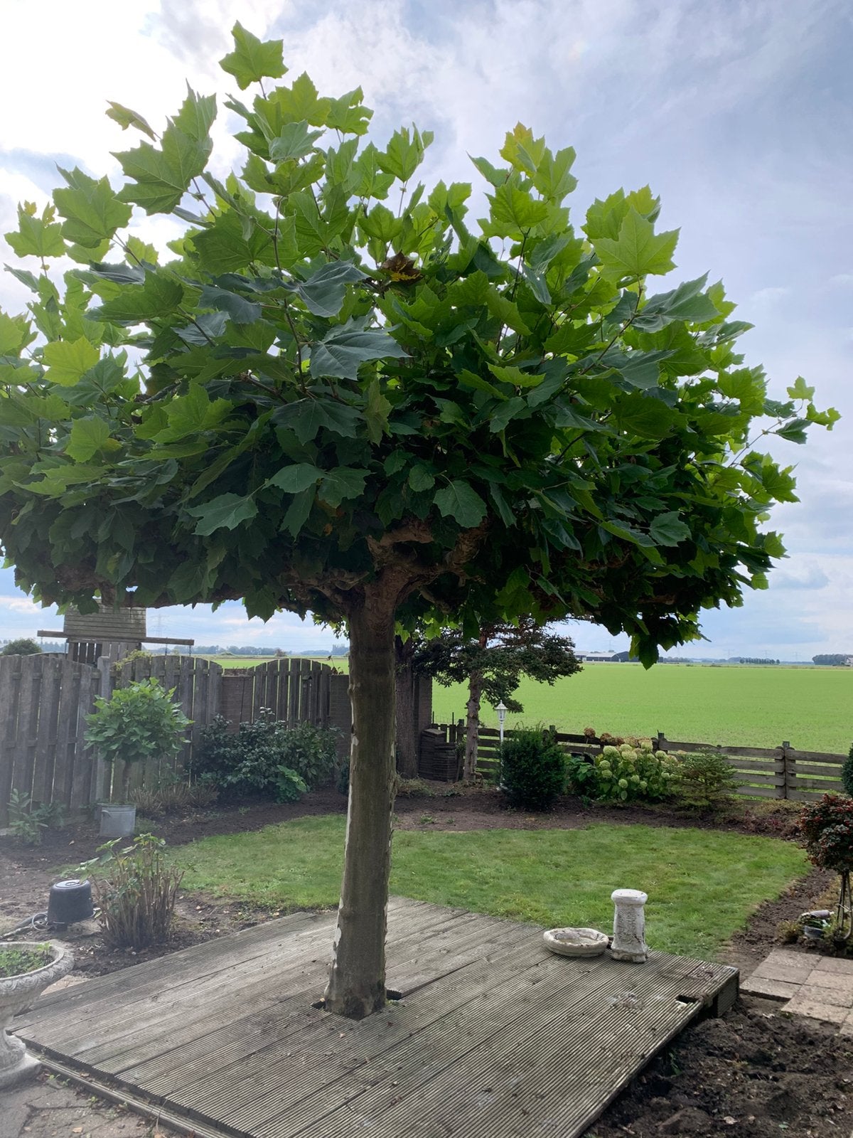 Plataan boom. Stamomtrek 84cm, Tuin en Terras, Ophalen, Volle zon, Overige soorten