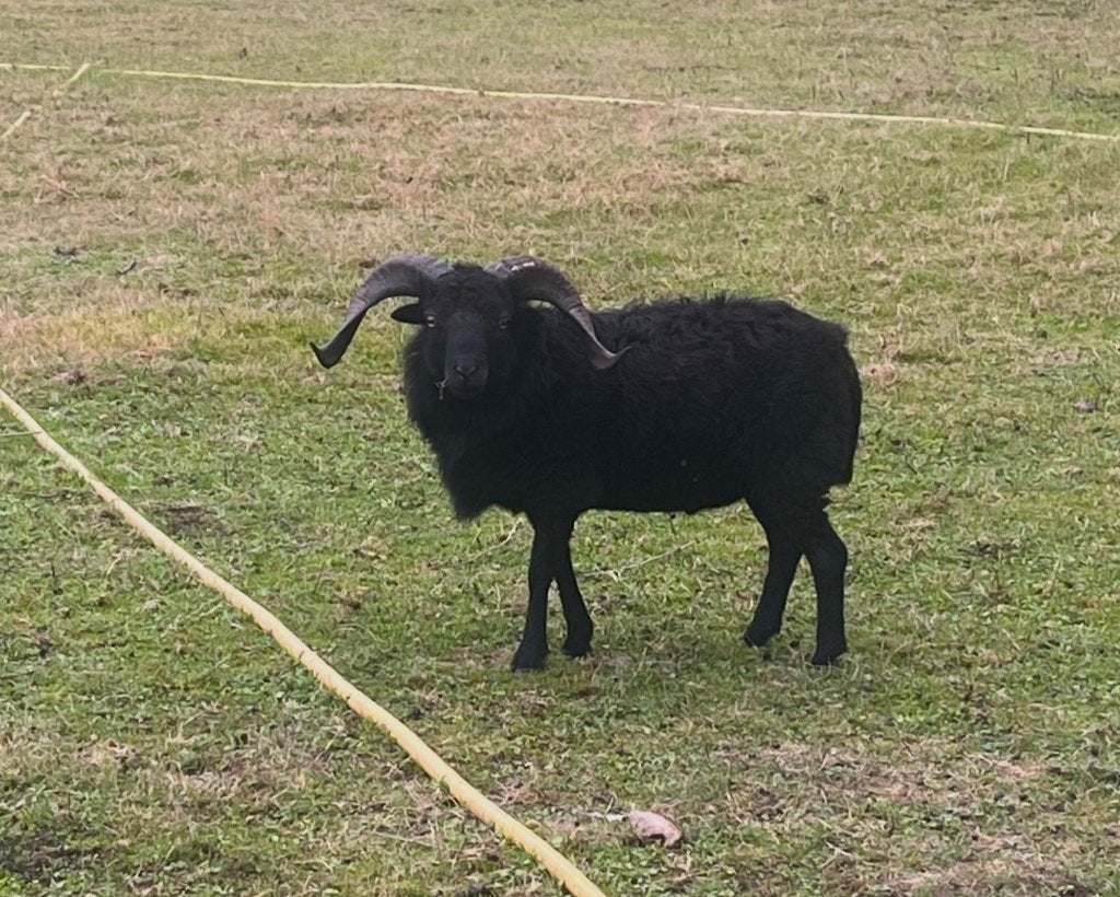 Te koop Ouessant Dekram:, Mannelijk, Schaap, 3 tot 5 jaar