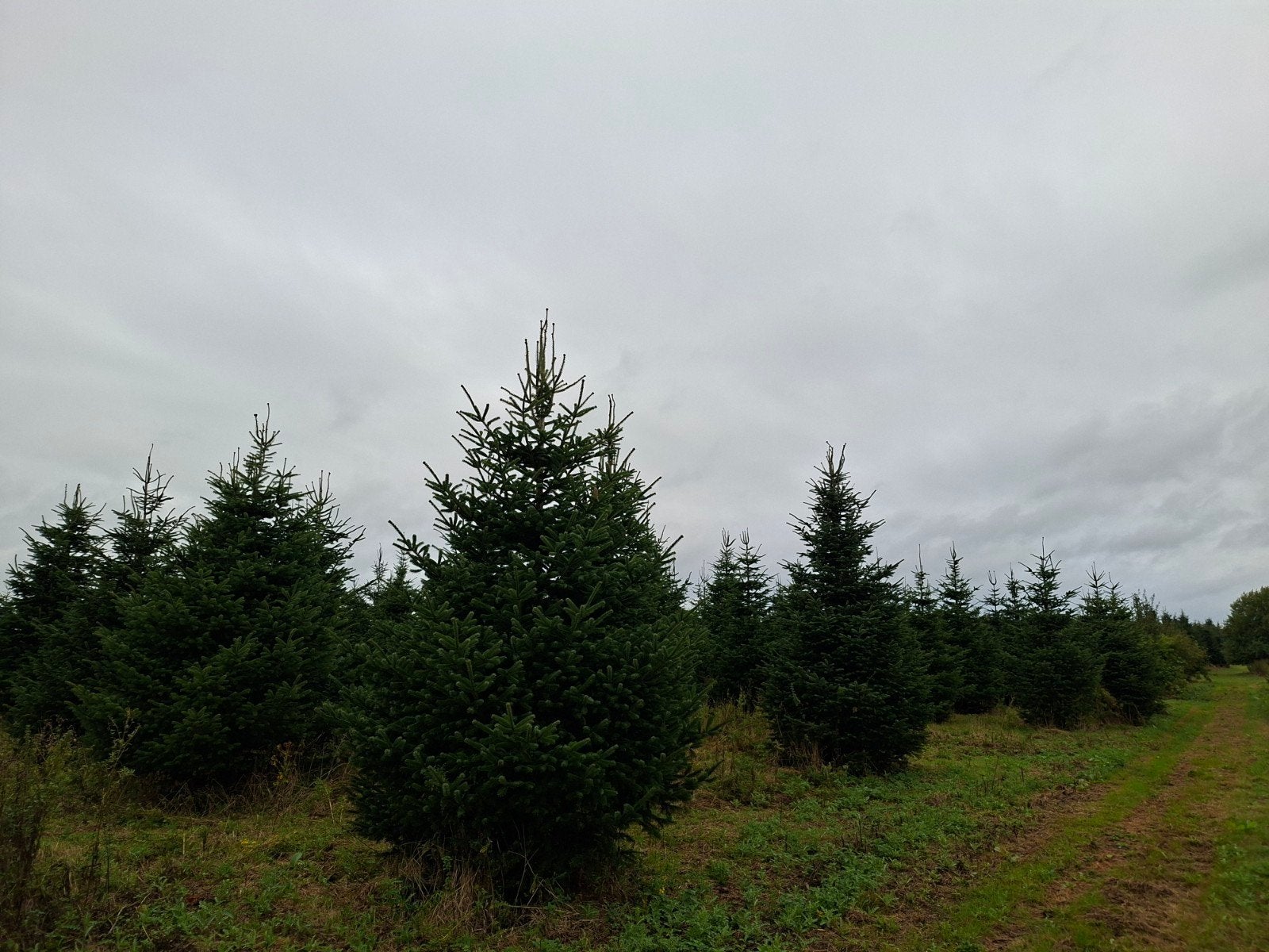 Nordmann kerstbomen grote maten uit Drenthe, Tuin en Terras, Volle zon, Zomer, 400 cm of meer, Overige soorten