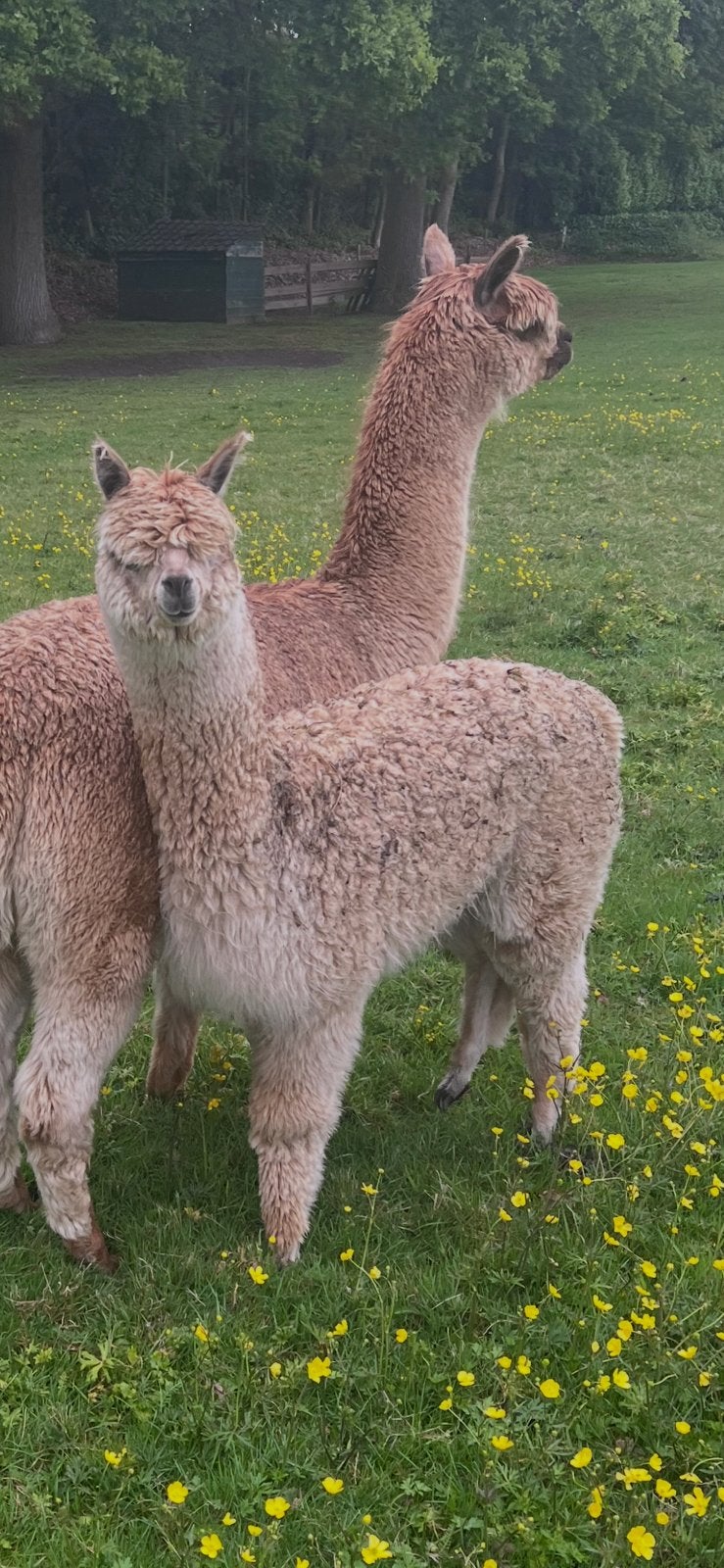 Prachtige jonge fawn kleurige hengst. Topafstamming., Juli, Mannelijk