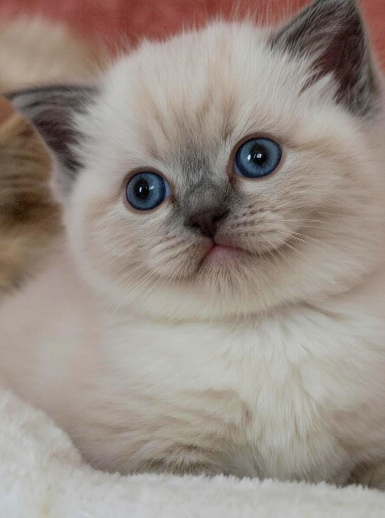 Geweldige colourpoint britse korthaar kittens, Dieren en Toebehoren, Katten en Kittens | Raskatten | Korthaar, Meerdere dieren