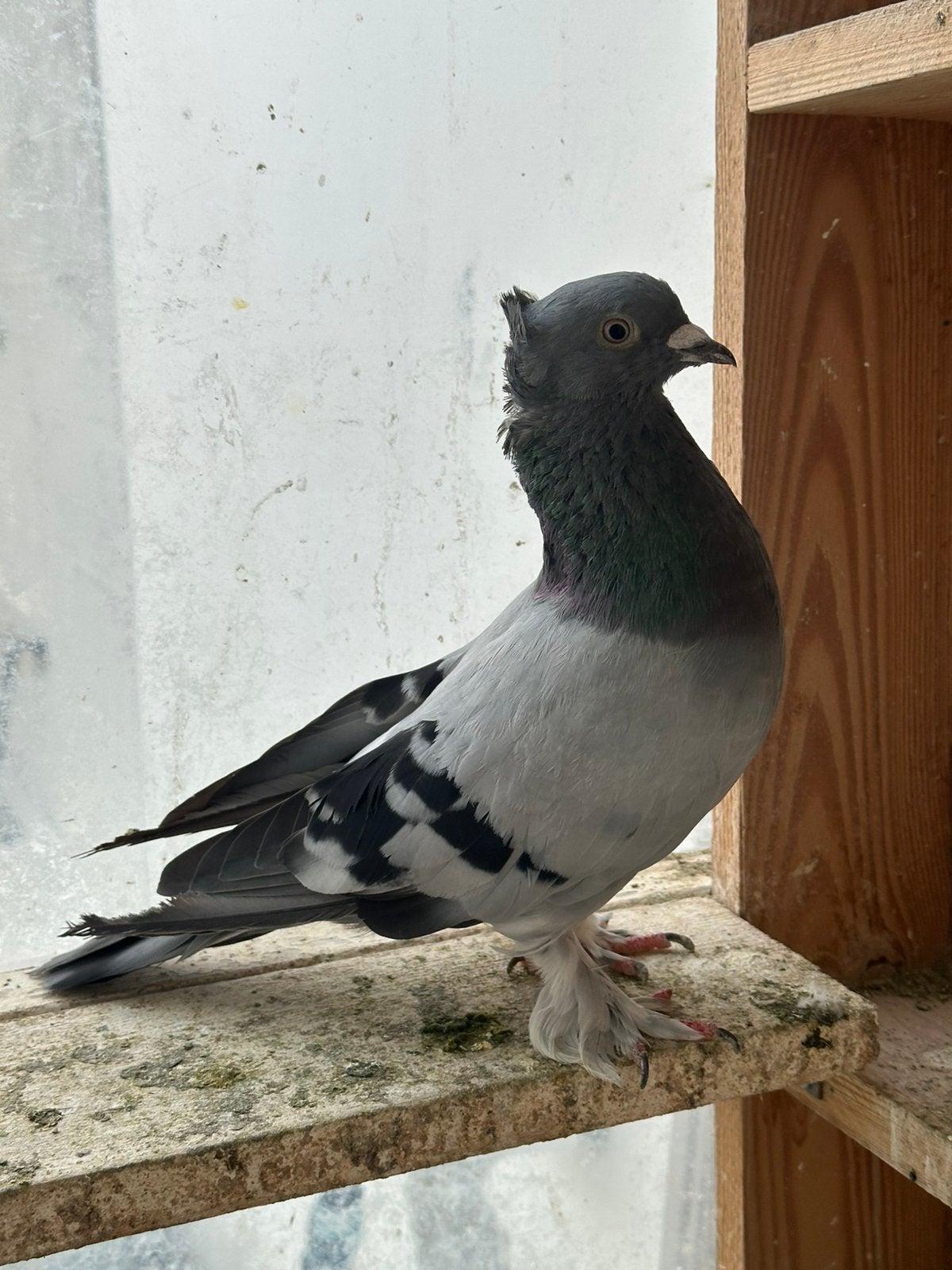 Takla, Dieren en Toebehoren, Vogels | Duiven, Mannelijk