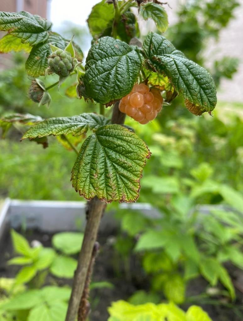 Stekjes van de gele framboos, Tuin en Terras, Planten | Tuinplanten, Ophalen, Volle zon, Vaste plant, Zomer