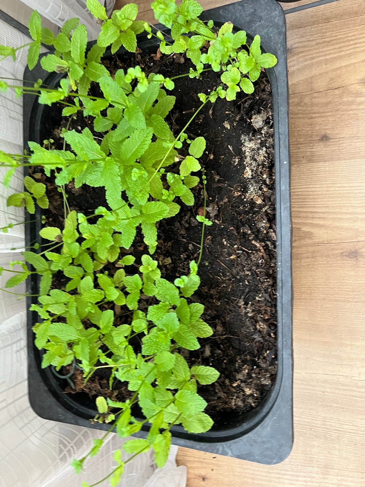 Kruidenbak met muntplantjes, Tuin en Terras, Bloembakken en Plantenbakken, Kunststof, Gebruikt, Minder dan 30 cm, Ophalen of Verzenden