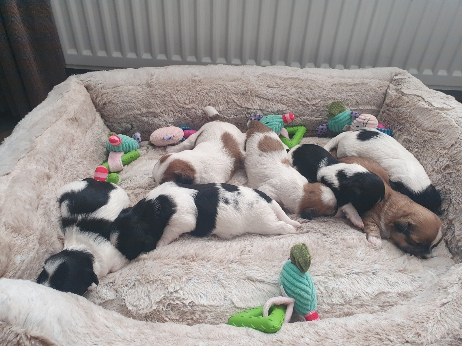 Mooie Bommer pups, 8 tot 15 weken, Meerdere, Meerdere dieren, Klein
