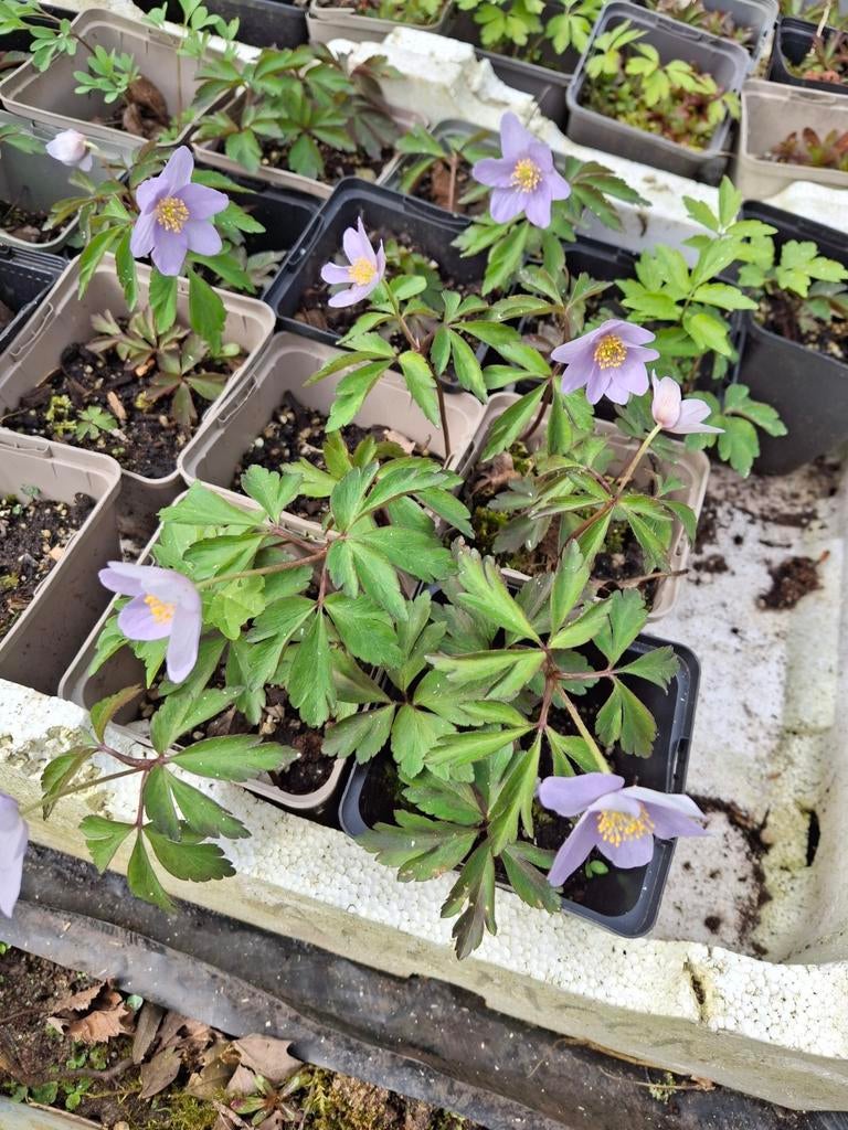 Anemoon - Charmante voorjaarsbloeier voor uw tuin, Tuin en Terras, Planten | Tuinplanten, Ophalen of Verzenden, Halfschaduw