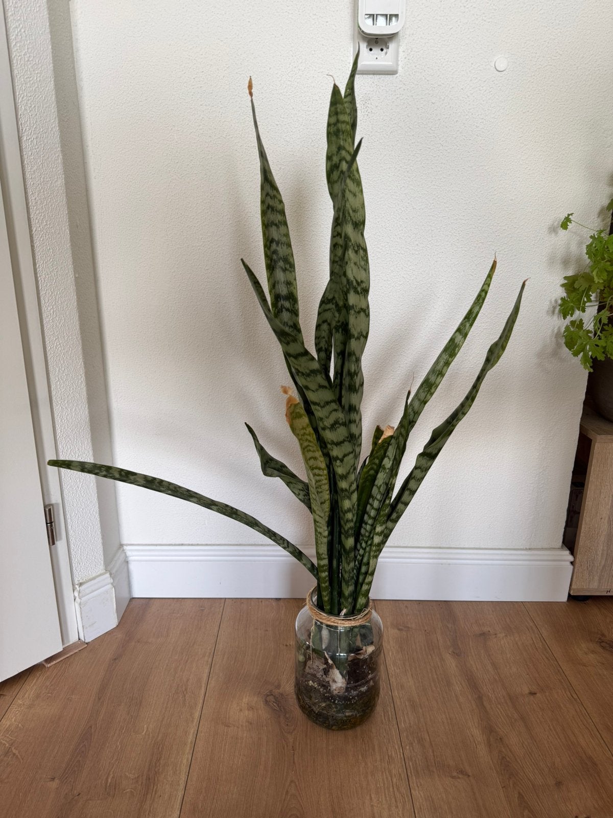 Vrouwentong (Sansevieria zeylanica), Huis en Inrichting, Kamerplanten, Ophalen, Halfschaduw, Minder dan 100 cm