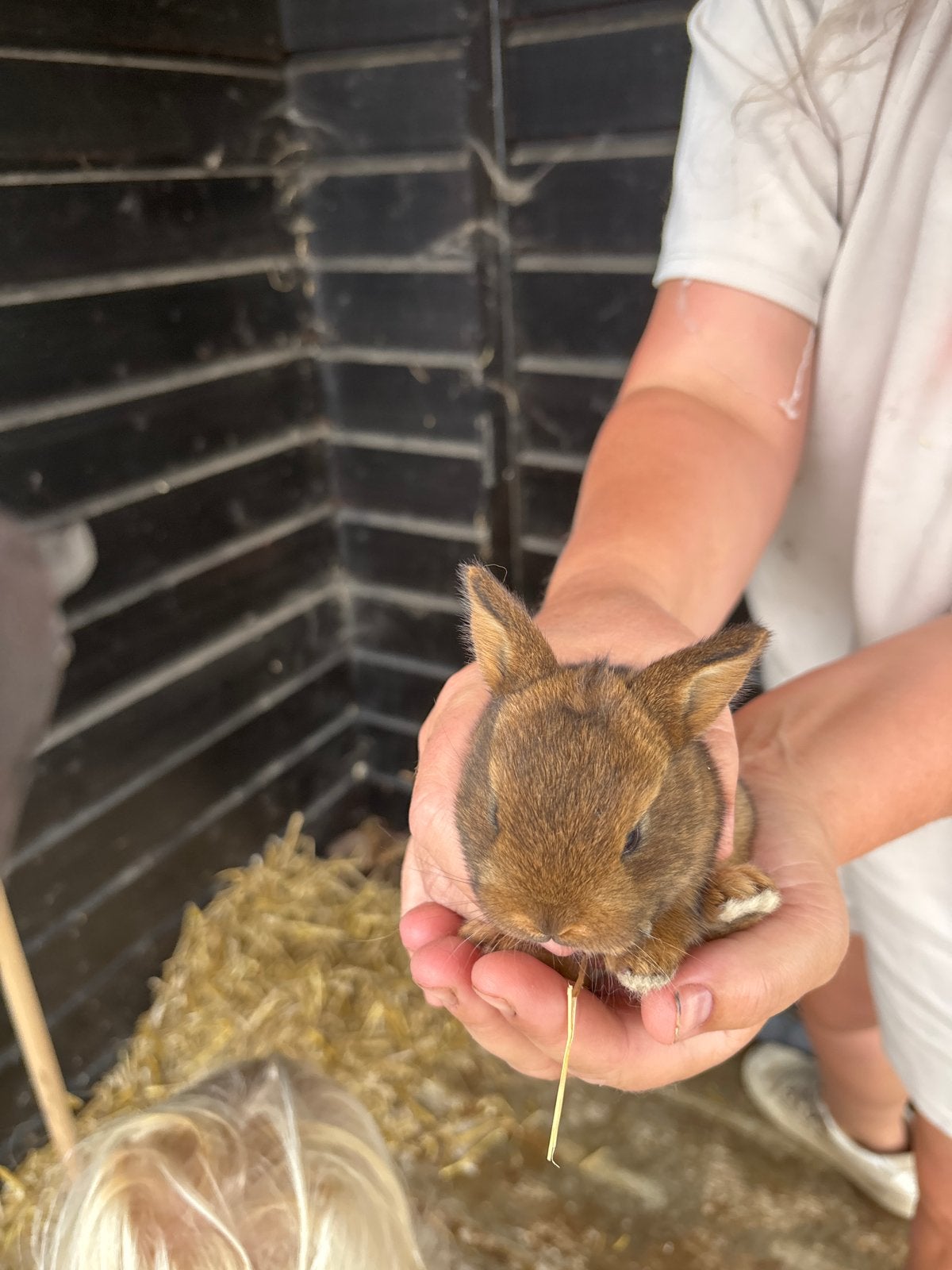 konijnen, Dieren en Toebehoren, Konijnen, Meerdere dieren