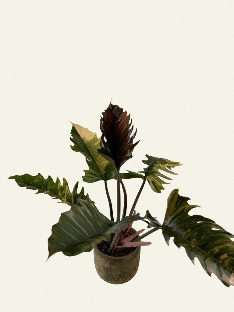 Philodendron Caramel Marble, Huis en Inrichting, Kamerplanten, Ophalen of Verzenden, Halfschaduw, Minder dan 100 cm
