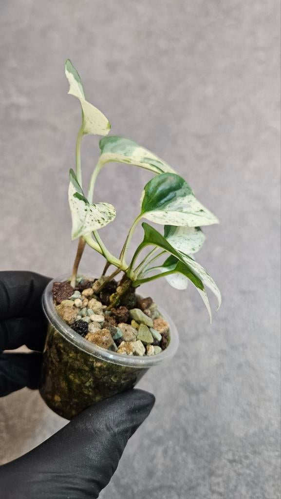 Epipremnum Pinnatum Marble, Ophalen of Verzenden, Halfschaduw, Minder dan 100 cm