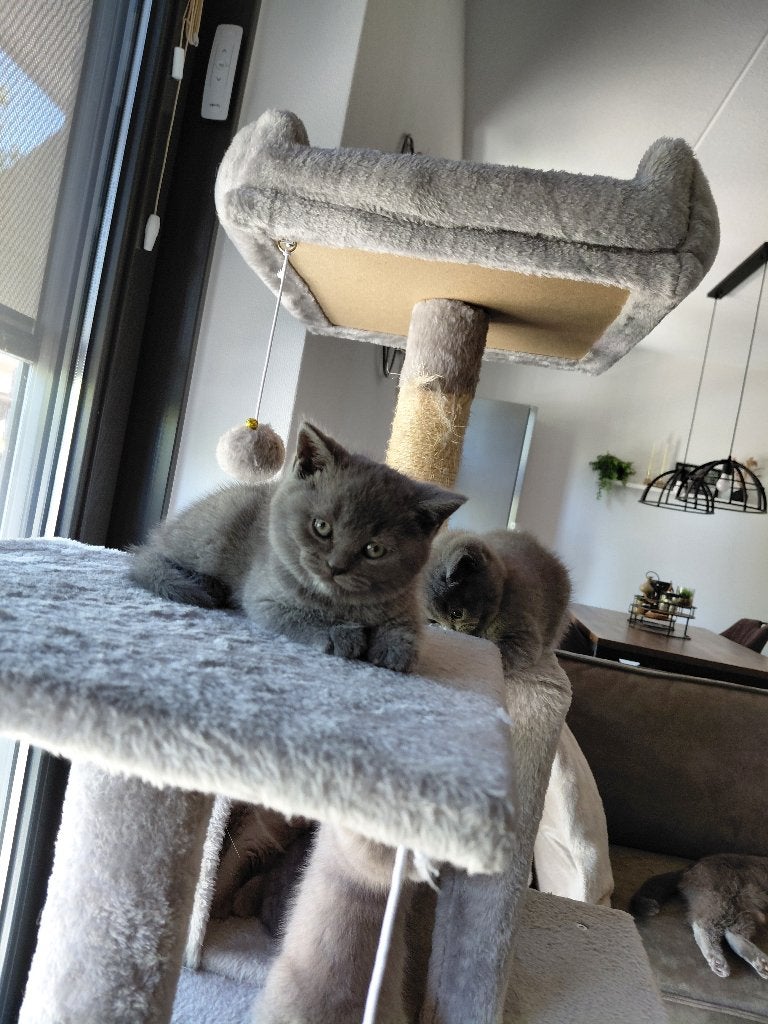 Kittens, Meerdere dieren, Gechipt, 0 tot 2 jaar