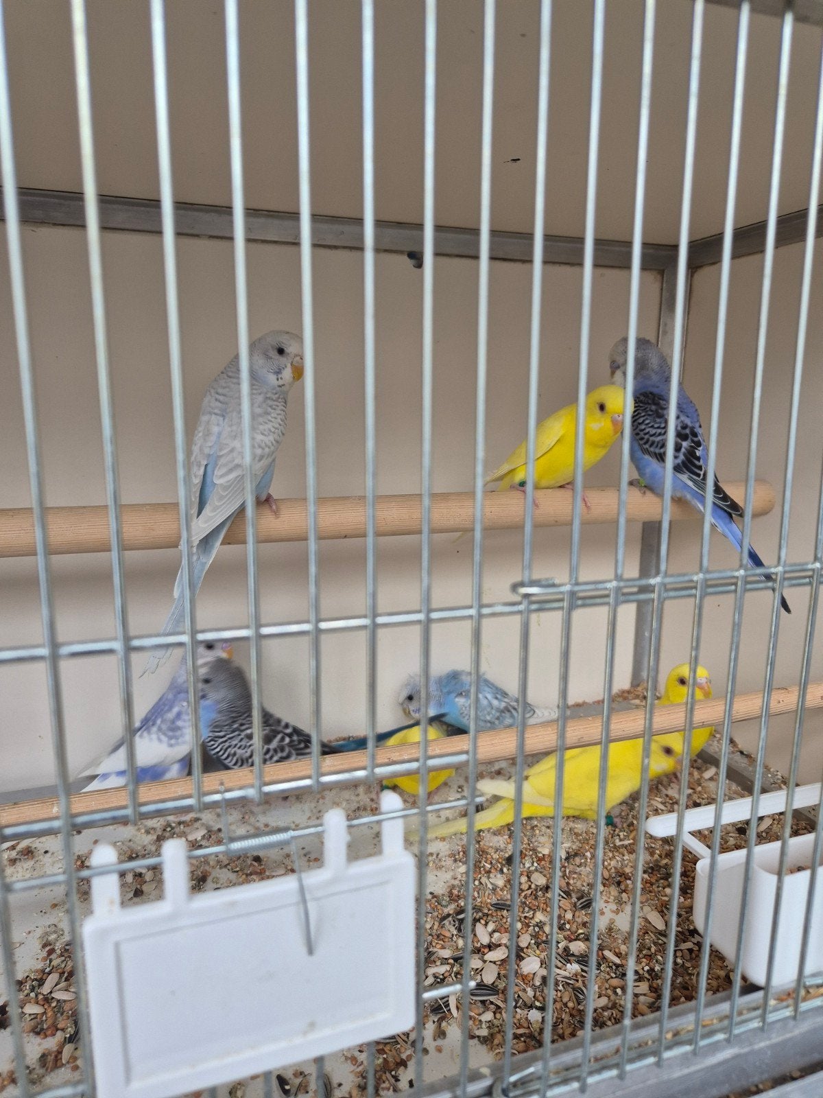 Jongen grasparkieten, Dieren en Toebehoren, Meerdere dieren, Parkiet
