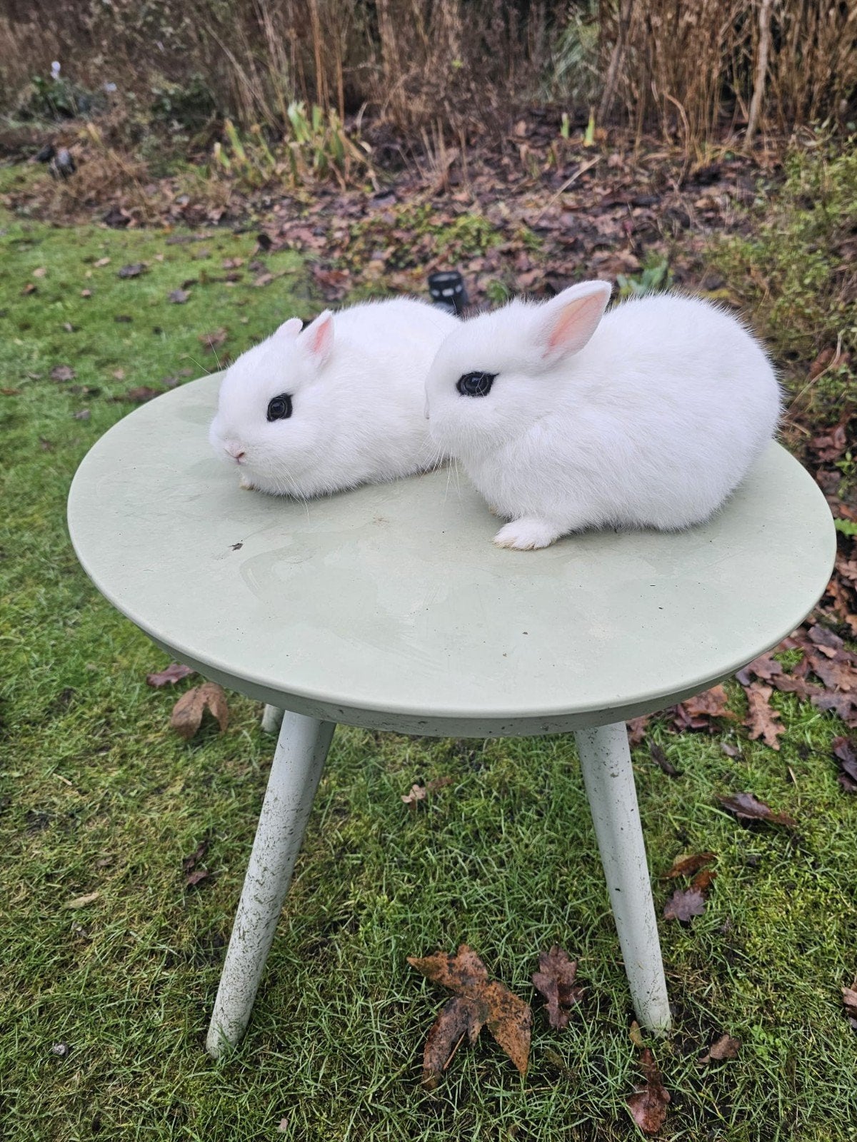 Kleurdwerg hottot konijntjes te koop, Dieren en Toebehoren, Konijnen, Meerdere dieren, Dwerg