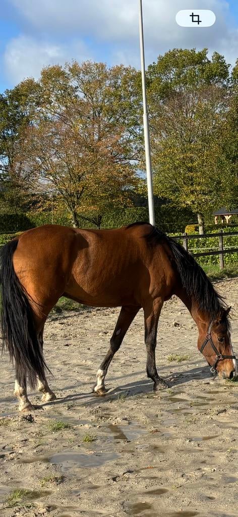 Zangersheide springpaard, Dieren en Toebehoren, Paarden, Ruin, Springpaard, Ontwormd, 3 tot 6 jaar