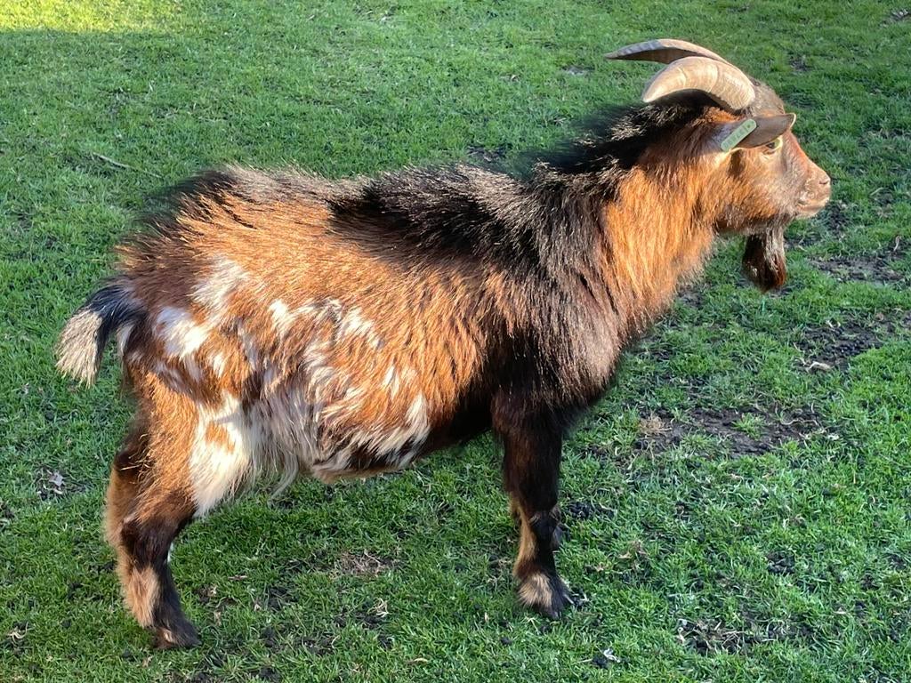 Lieve tamme bok, Dieren en Toebehoren, Schapen, Geiten en Varkens, Mannelijk, Geit