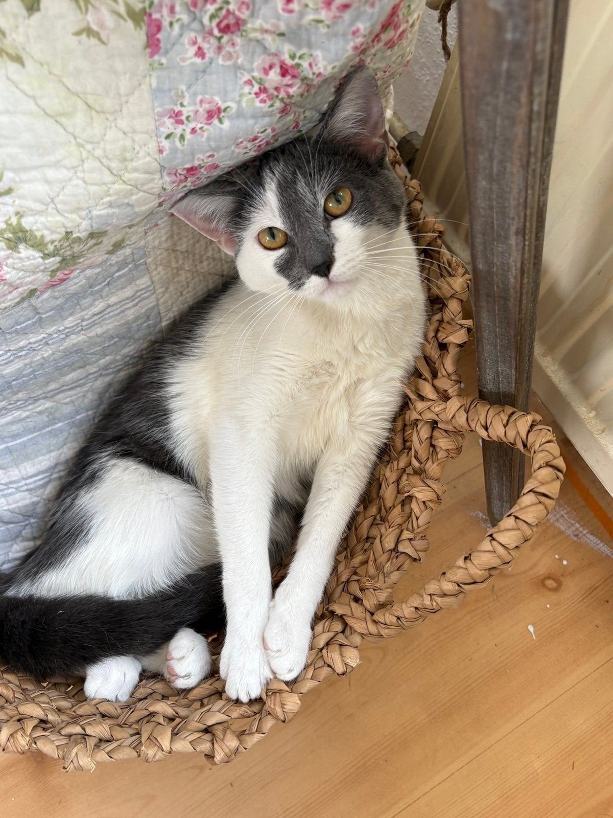 Blauwe Rus x Europese Korthaar, Dieren en Toebehoren, Katten en Kittens | Raskatten | Korthaar, Poes