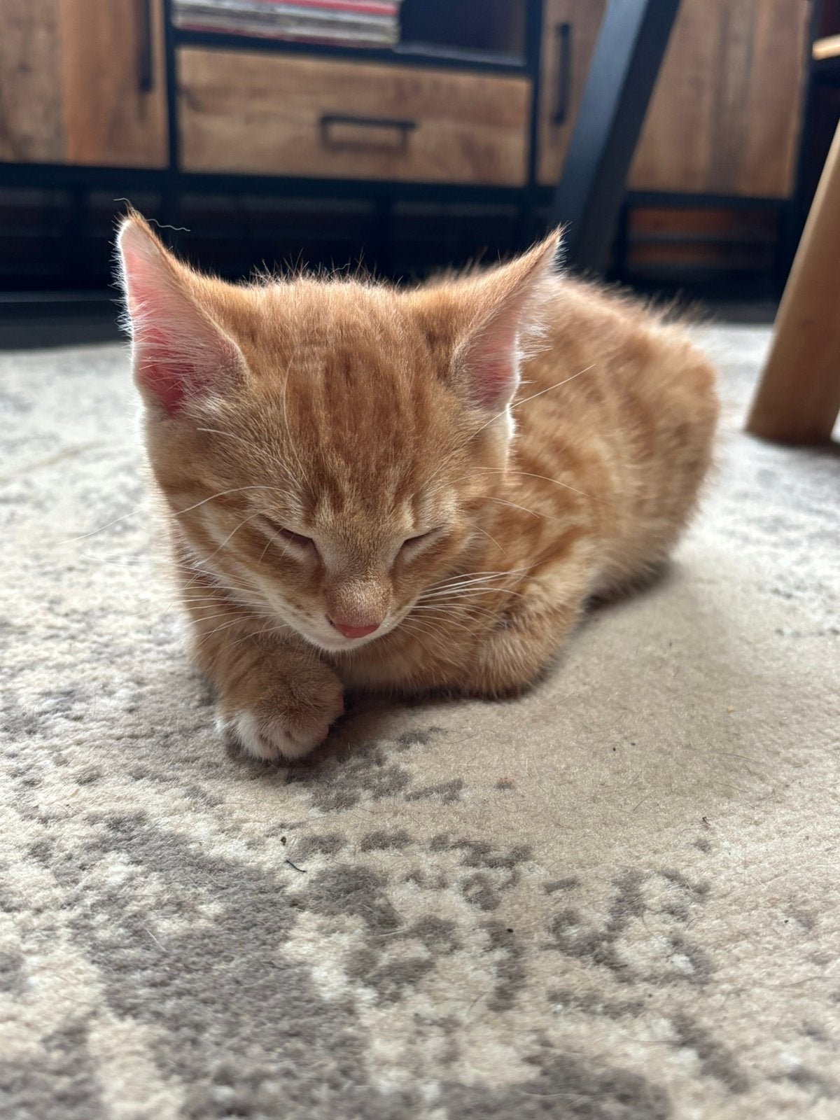 Rode kater kitten te koop, Kater