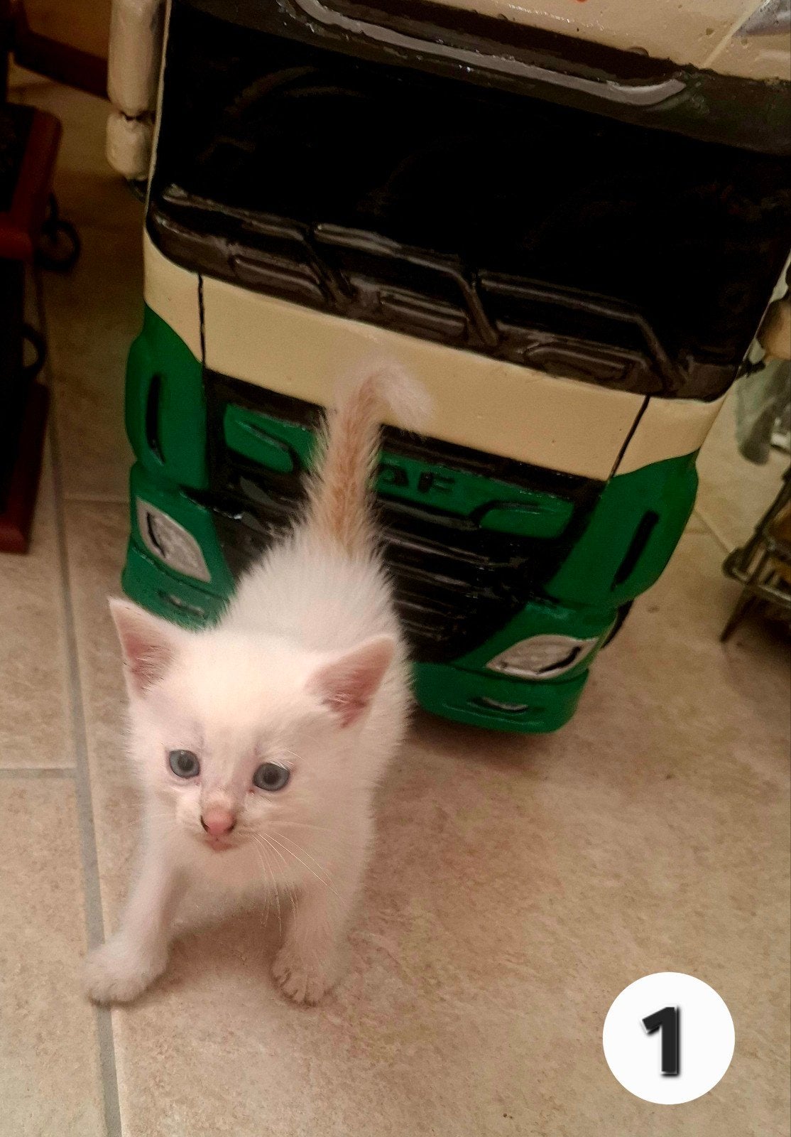 boerderij kittens te koop, Meerdere dieren, Ontwormd, 0 tot 2 jaar