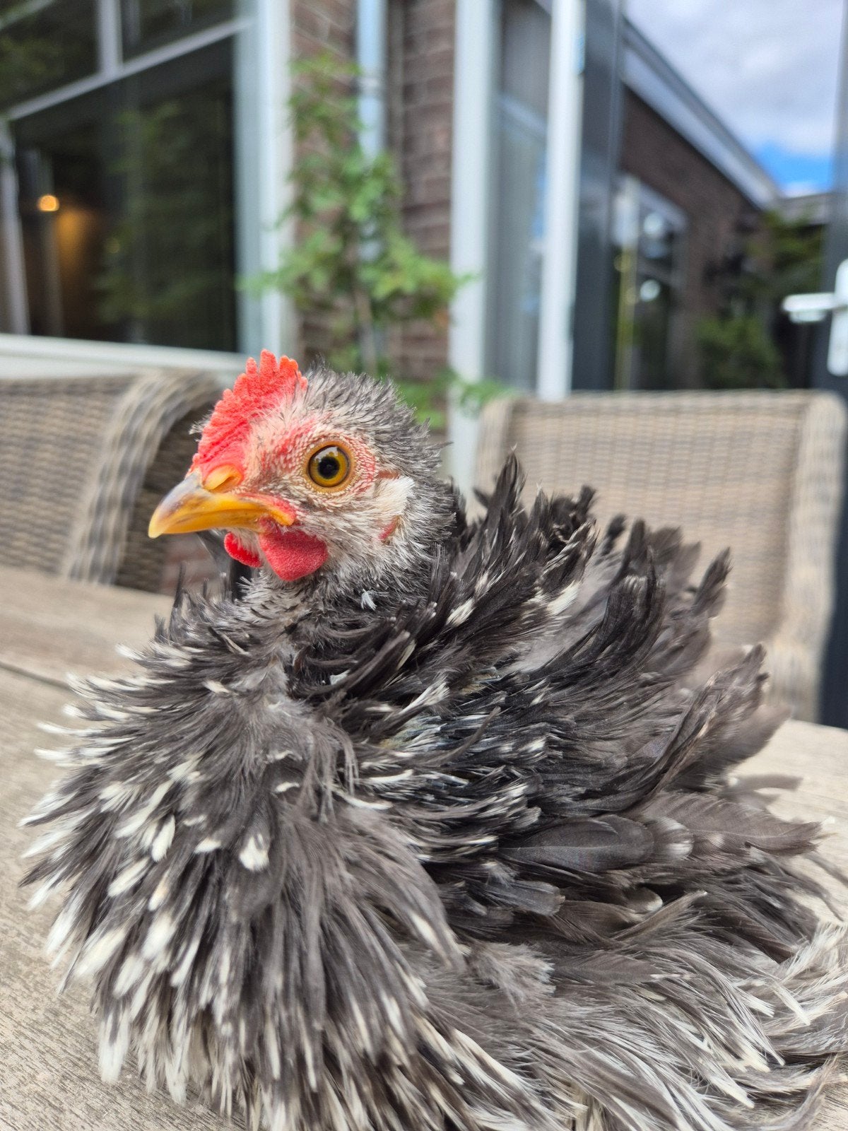 Cochin krul kriel haantje, Dieren en Toebehoren, Pluimvee, Mannelijk, Kip