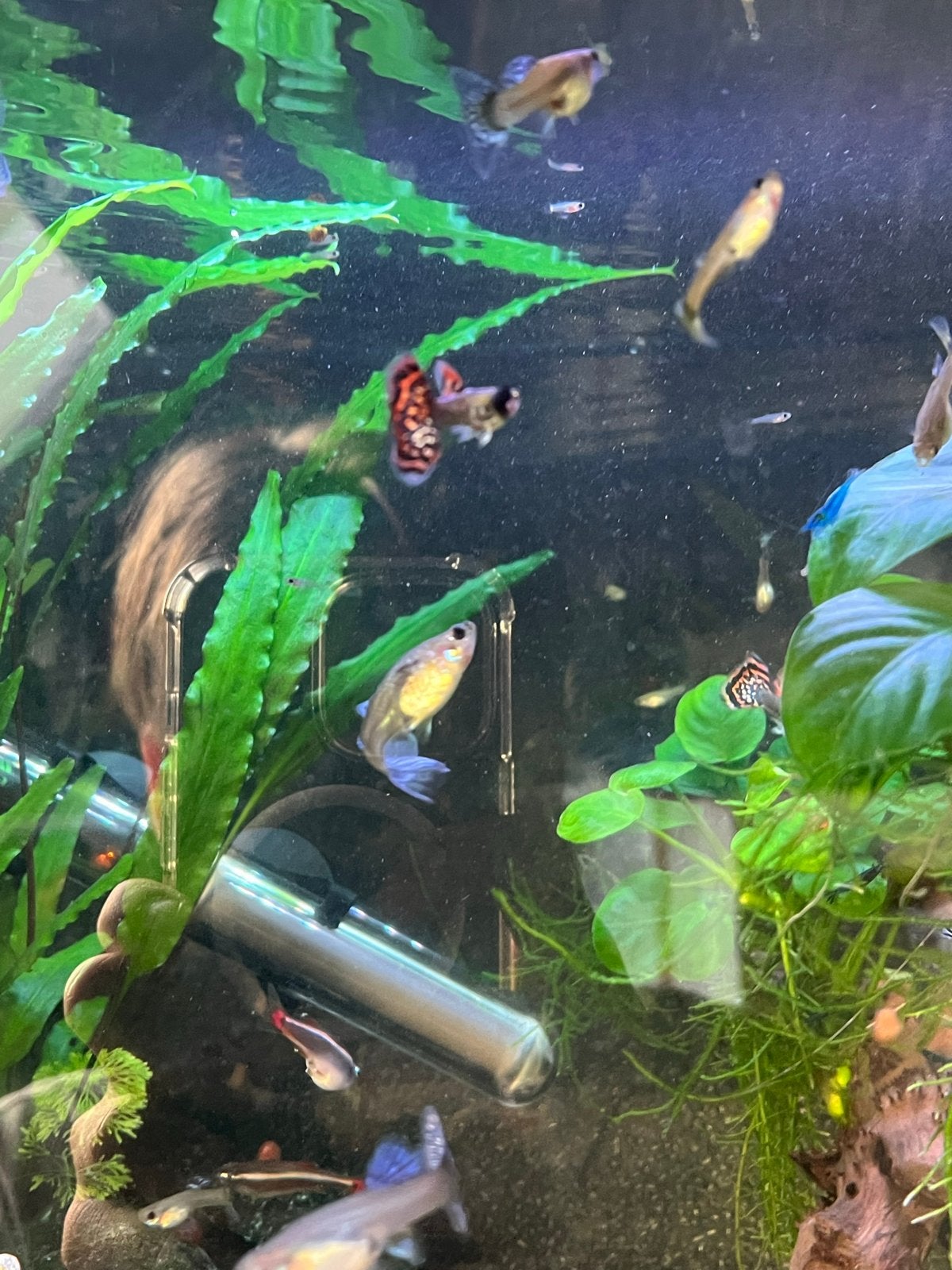 guppy’s Poecilia reticulata rood en blauw, Dieren en Toebehoren, Vis, Zoetwatervis
