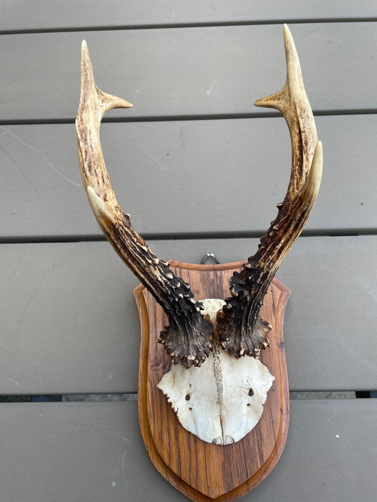 Herten Gewei op Houten Schild - Decoratief, Ophalen of Verzenden, Gebruikt
