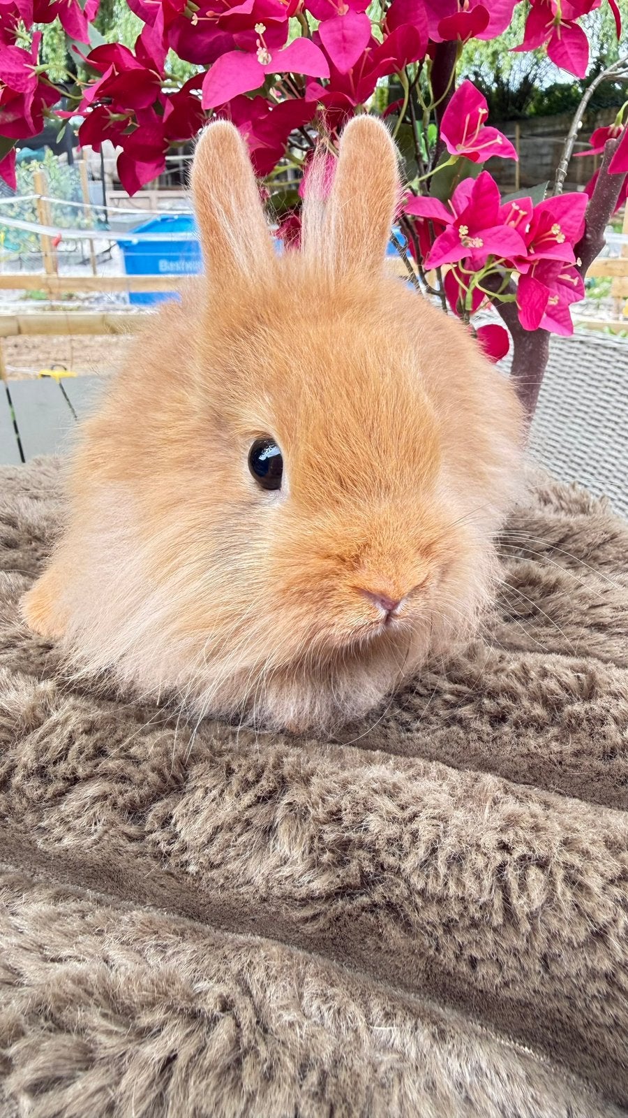 Deze lieverd mag verhuizen, voedster, Dieren en Toebehoren, Konijnen, Meerdere dieren