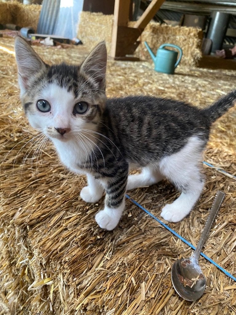 Prachtige kittens zoeken gouden mandje, Poes, Ontwormd, 0 tot 2 jaar