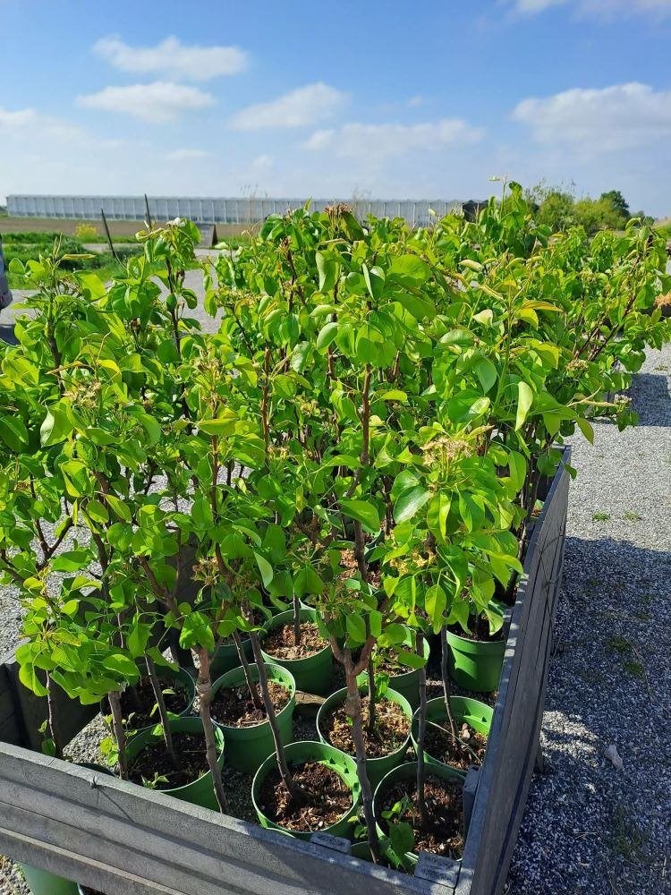 Perenbomen in pot - Conference, Tuin en Terras, Planten | Fruitbomen, Ophalen, Lente, Volle zon, 100 tot 250 cm