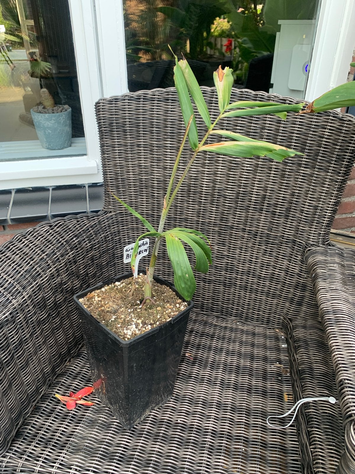 Jonge palmboom Wodietya bifurcata (vossenstaart palm), Vaste plant, Bloeit niet, Halfschaduw, Ophalen