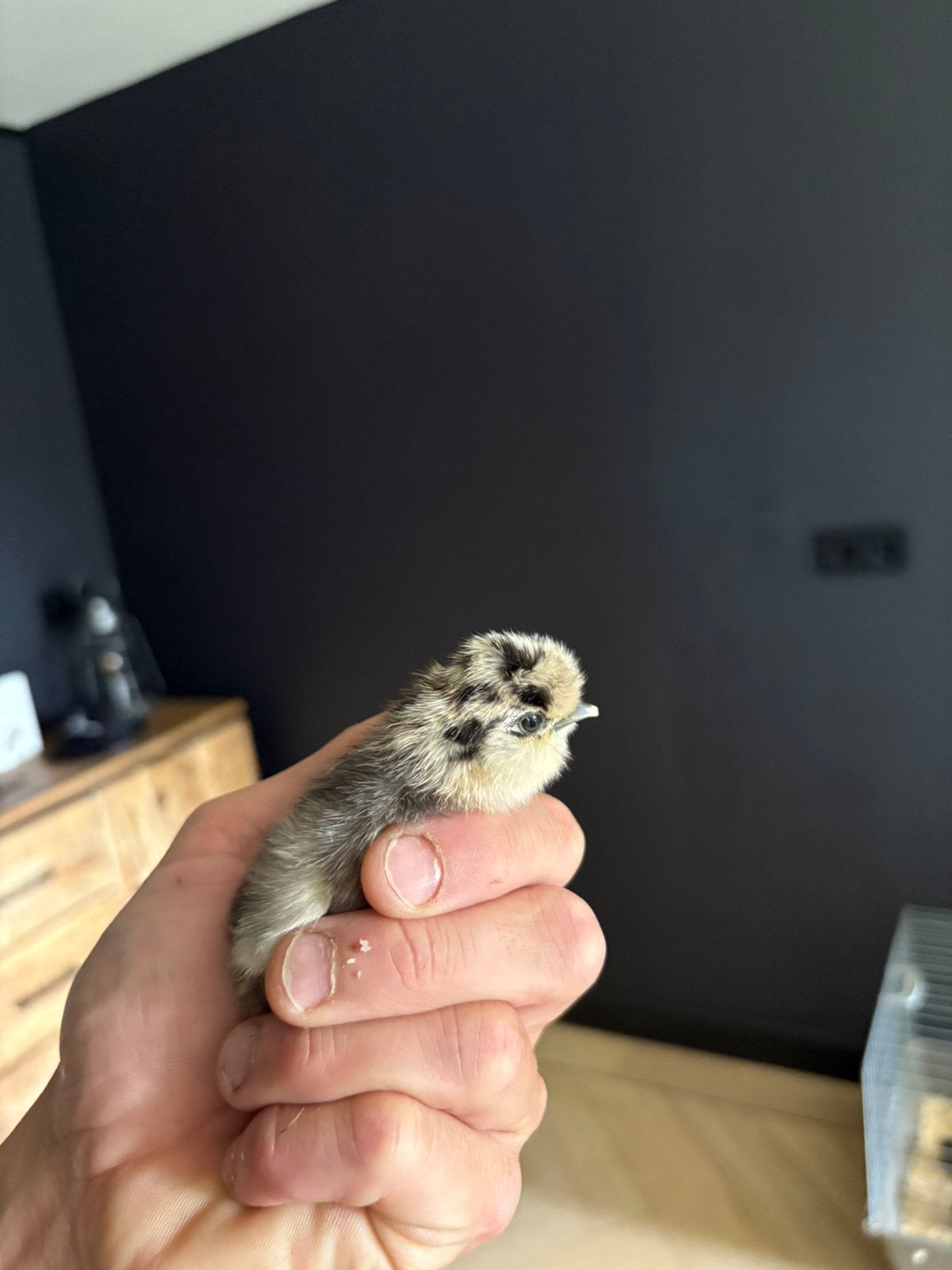 Zeidehoen kuikentjes, Dieren en Toebehoren, Geslacht onbekend, Kip