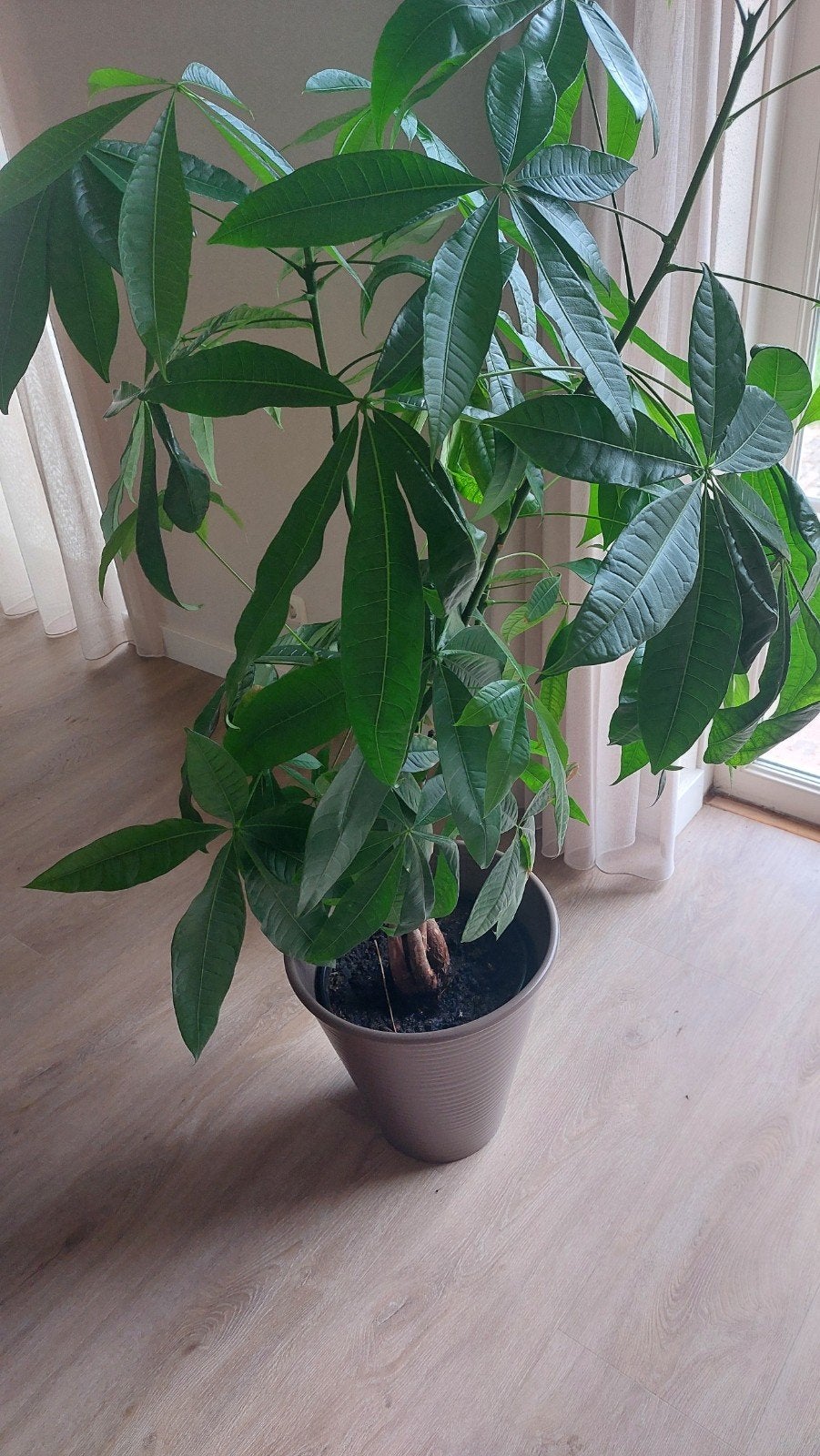 Pachira Aquatica Geluksboom - Grote Kamerplant, Ophalen, Halfschaduw, Minder dan 100 cm