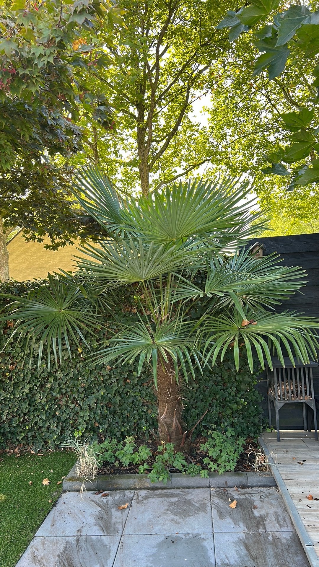 Prachtige winterharde waaierpalm te koop!, Ophalen, Halfschaduw, 100 tot 250 cm, Zomer